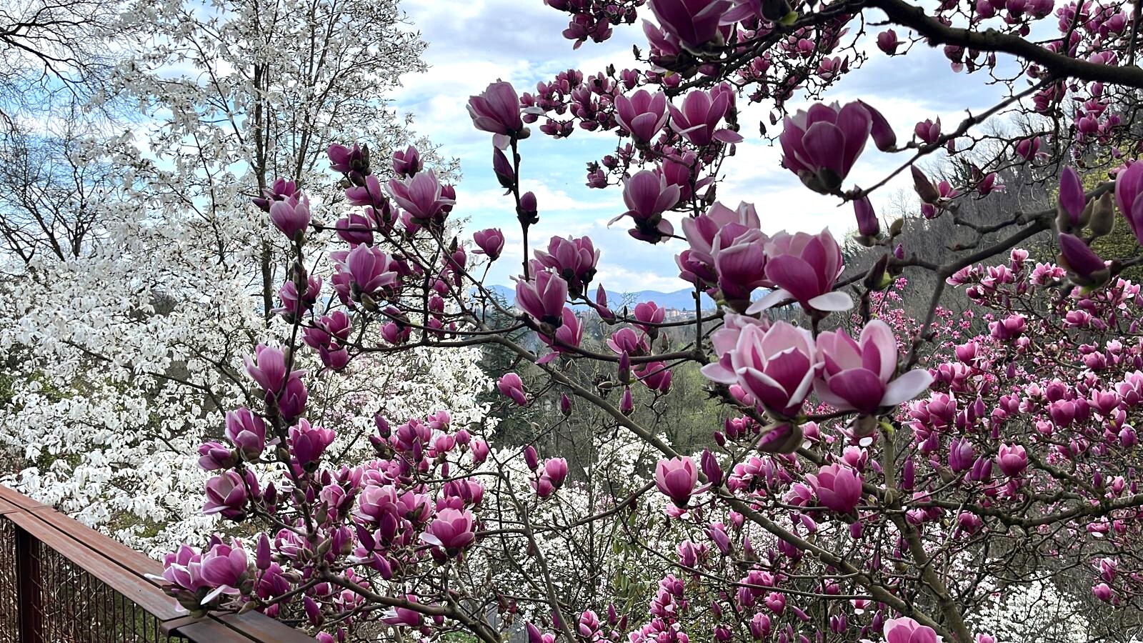 Giardino Viatori, Courtesy della Propriet�