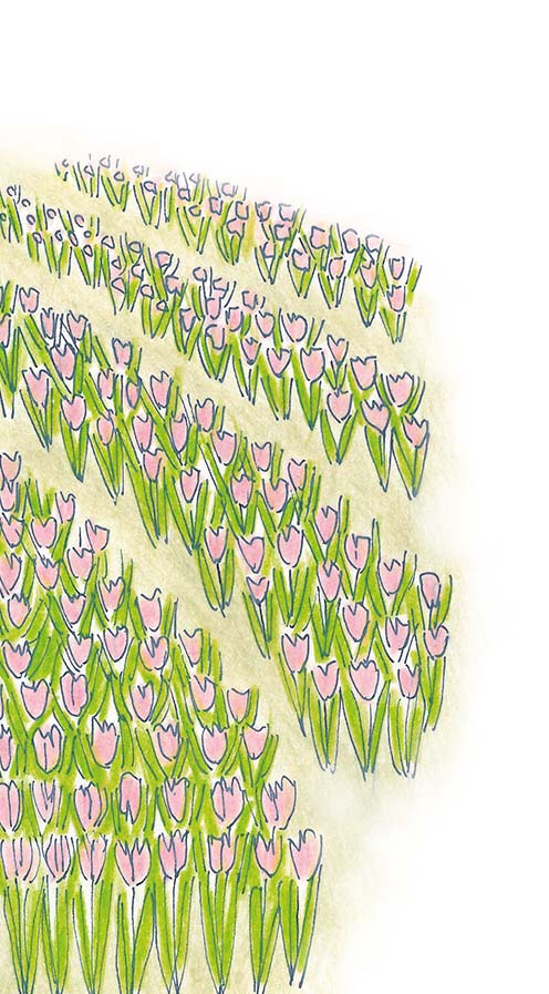 TULIPANO Dettaglio